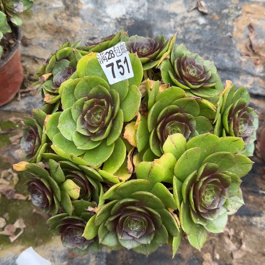 万拉丝多肉751满28包邮断枝不包