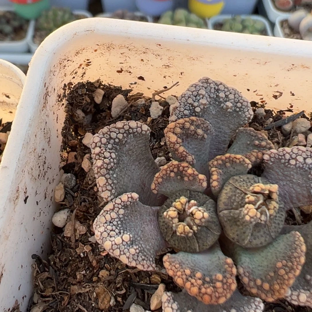 逗*63多肉植物百科知识