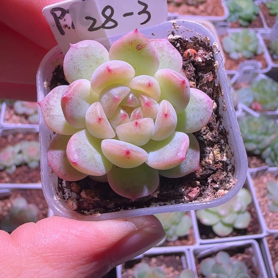 28-3福利甜心76单头
