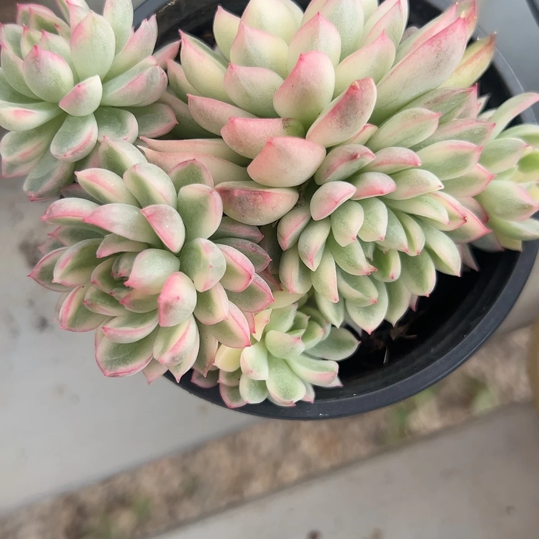 女雏锦群多肉植物