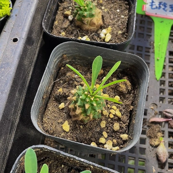 菠萝2.99带盆土发