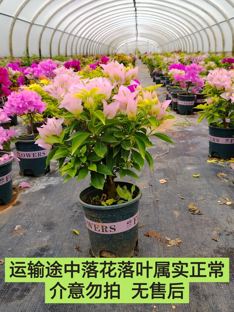 【粉天使-汐源】运输途中落花落叶光杆实属正常介意勿拍