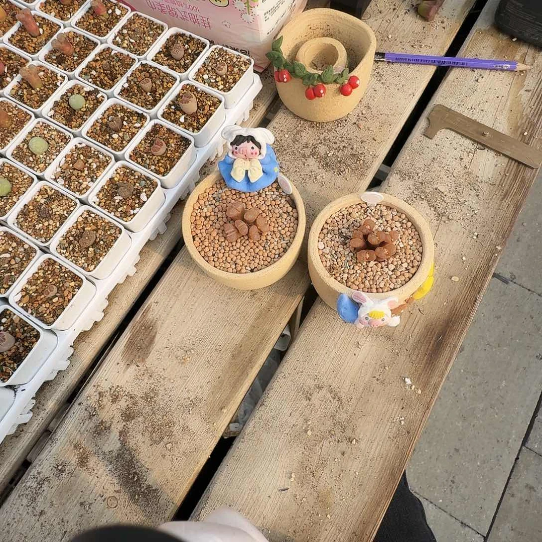 猫****多肉植物福利风铃