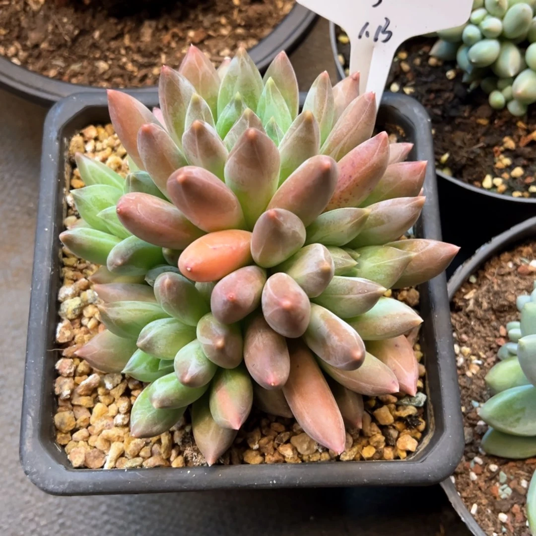 一***姨3（g h h b n j n