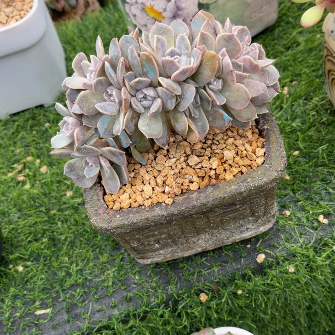 汉堡小树朵朵缀多肉