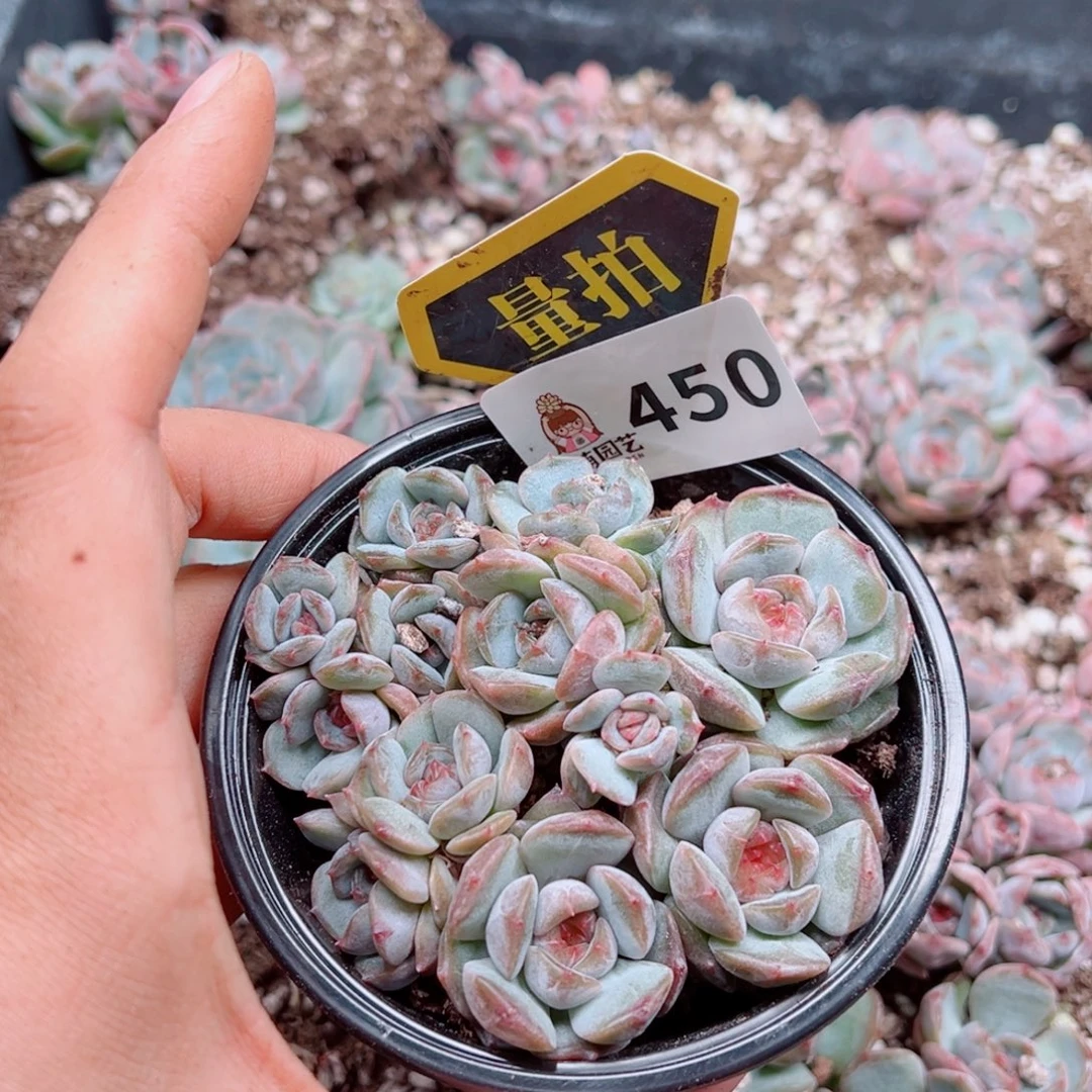 多肉植物多肉植物
