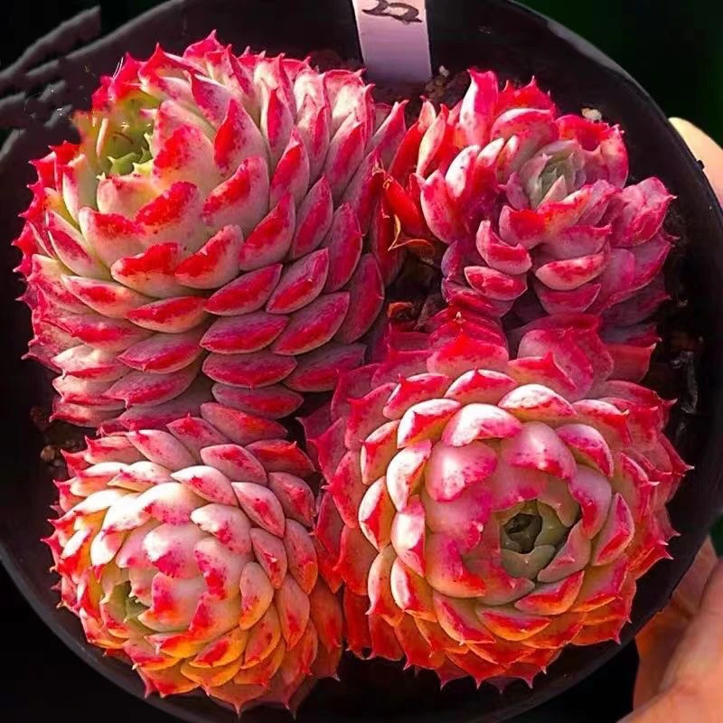 朱砂痣120#KY 白月光多肉植物好新手闭眼阳台庭院一单包邮