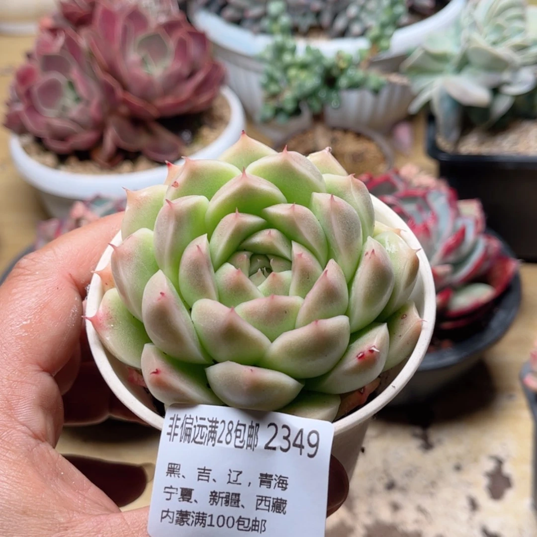 【闪购商品】2349麦秆