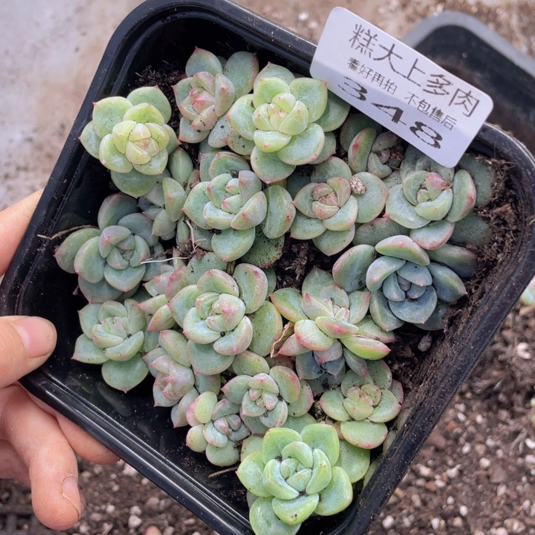 糕大上多肉植物348