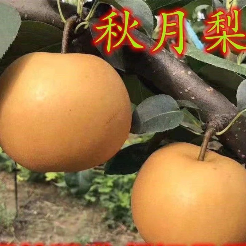 嫁接特大秋月梨树苗晚熟梨苗南方北方种植果树盆栽地栽当年结果苗