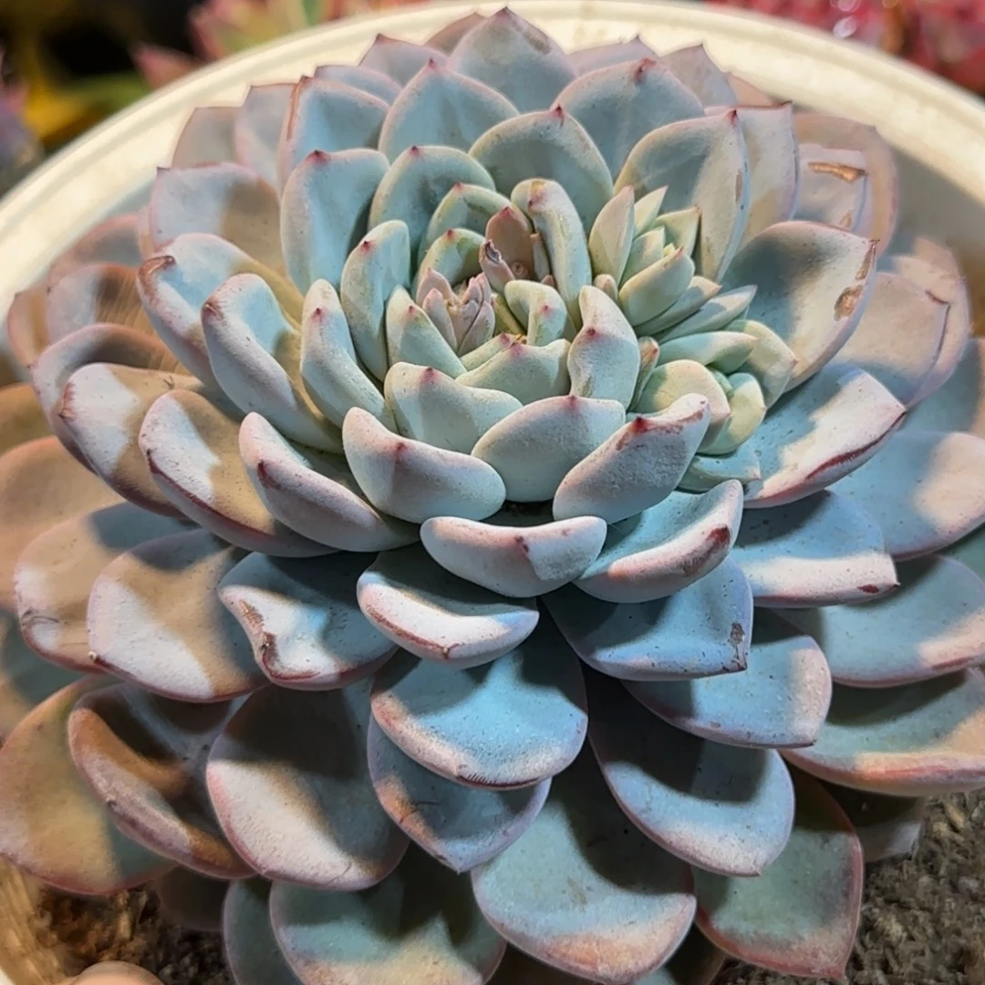 维特一物一拍包装收缩花旱