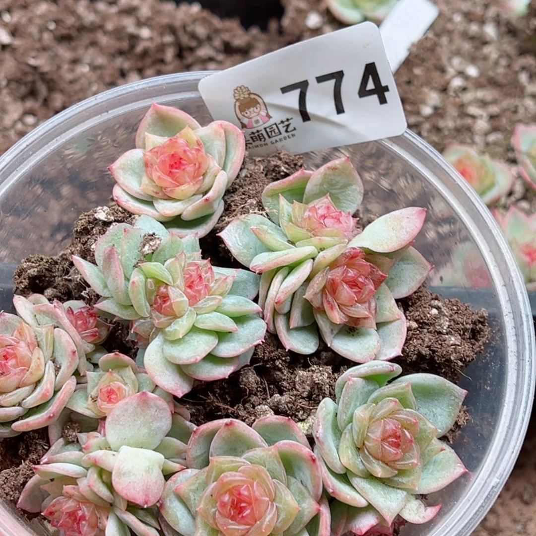 暖*?多肉植物多肉植物