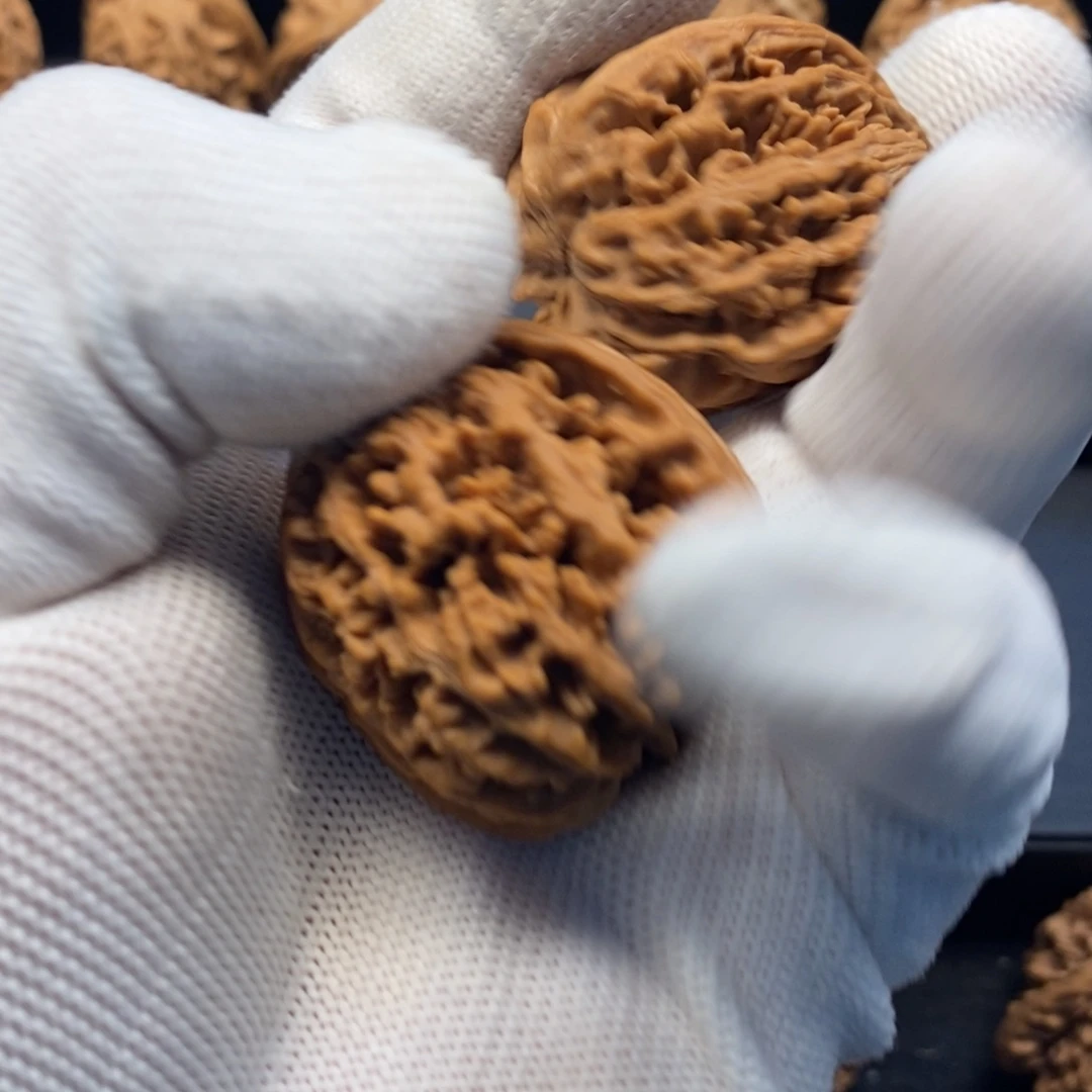 东*雨秦岭森林中出现许多鸟类或