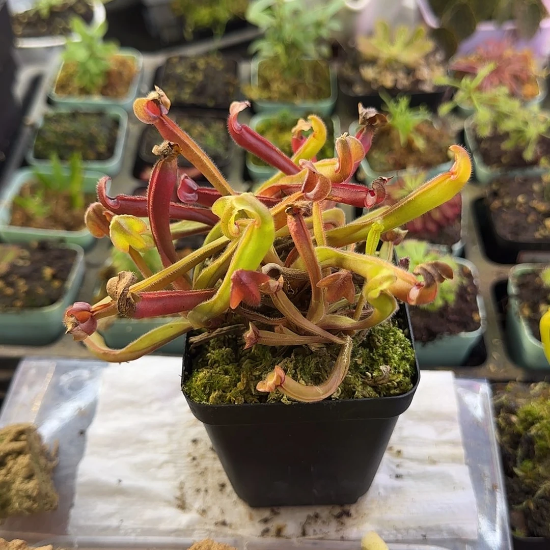 完全开放巨型垂花太阳瓶