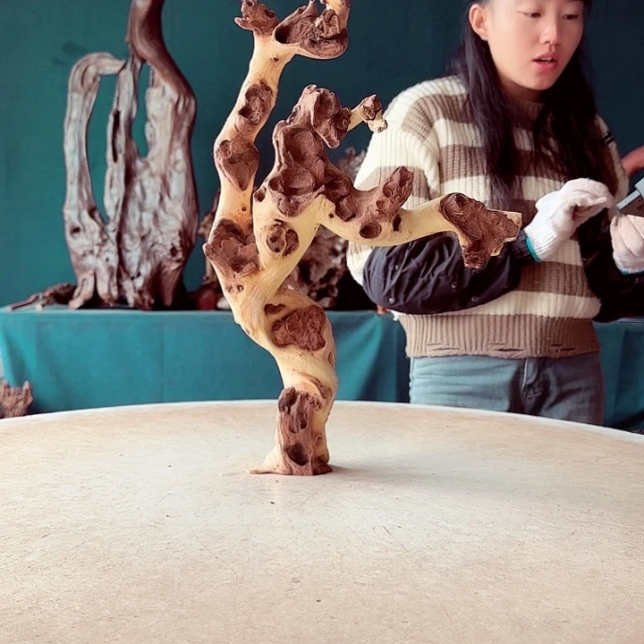 黑果木可**风031金丝红木羊蹄甲半成品