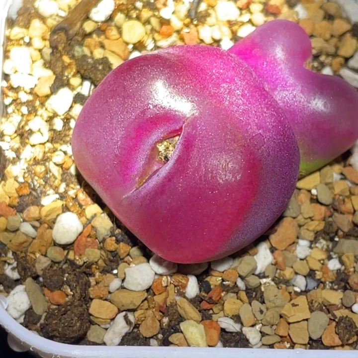 70889 8088888888888888887