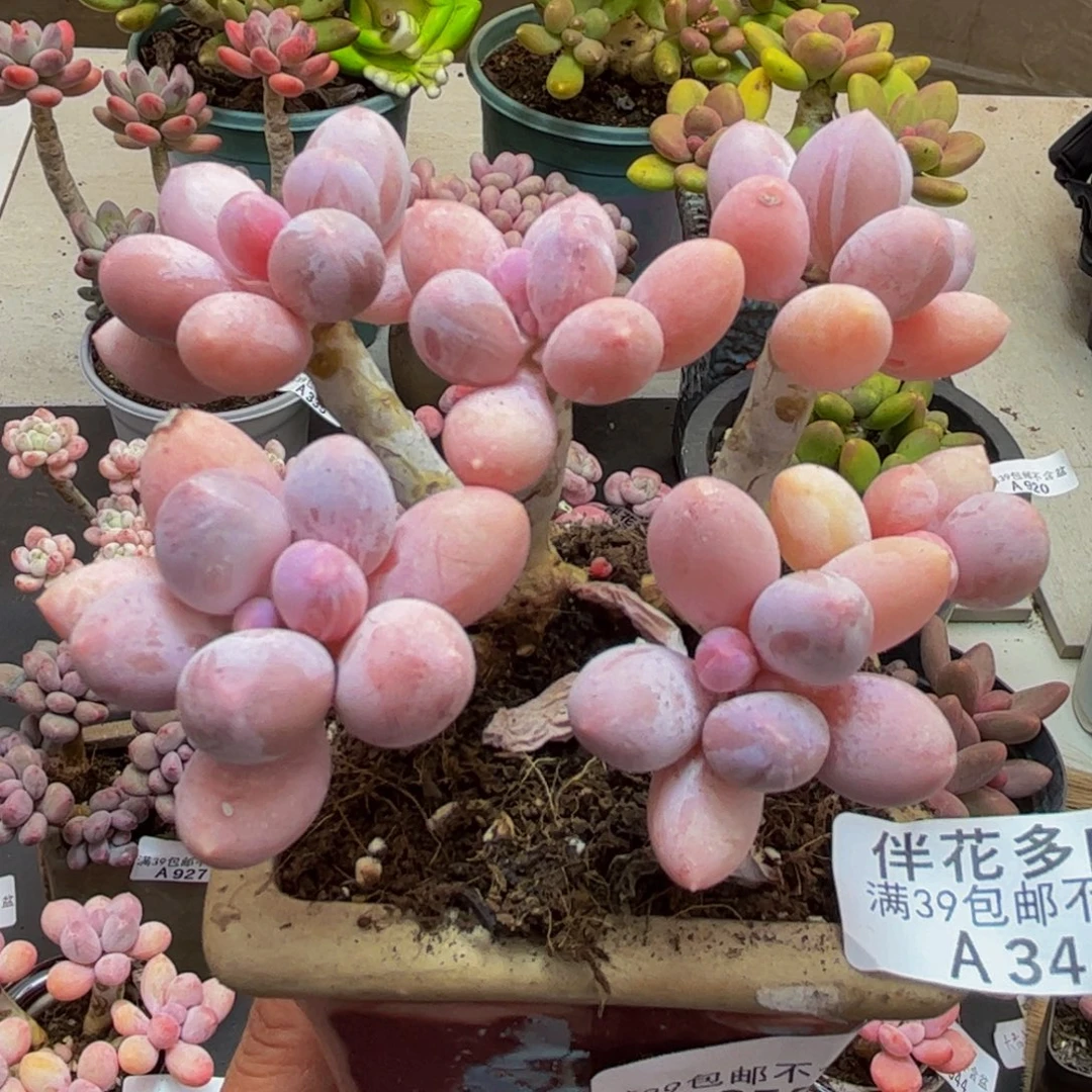 344香水手指10cm多肉植物