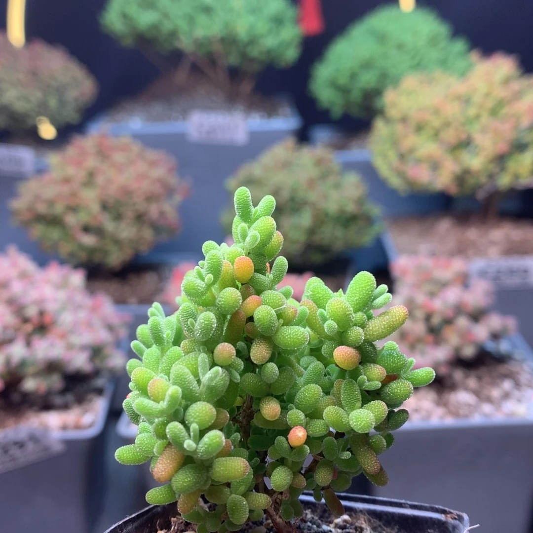 c289蜜橘枝干番杏