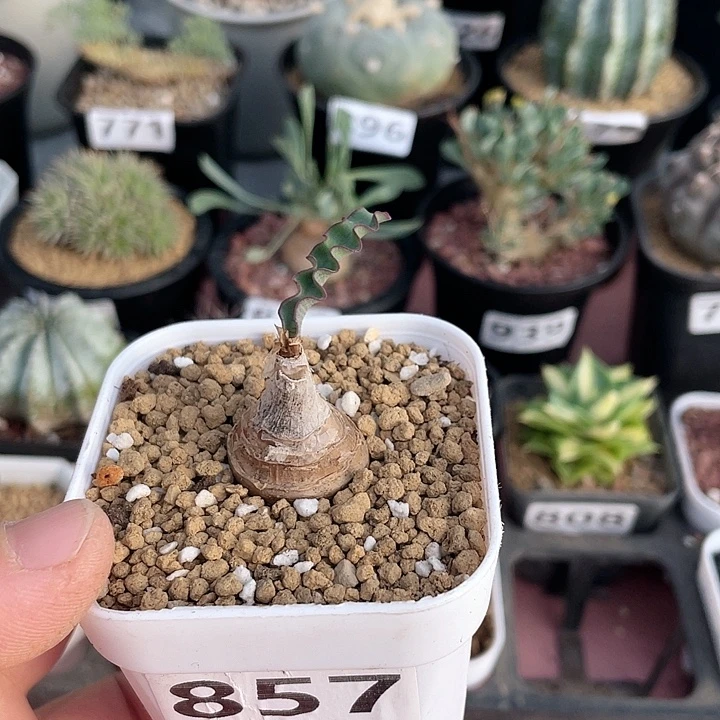 857产地波叶血莲块根