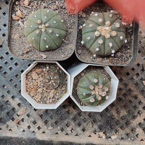 875处理四个兜仙人球