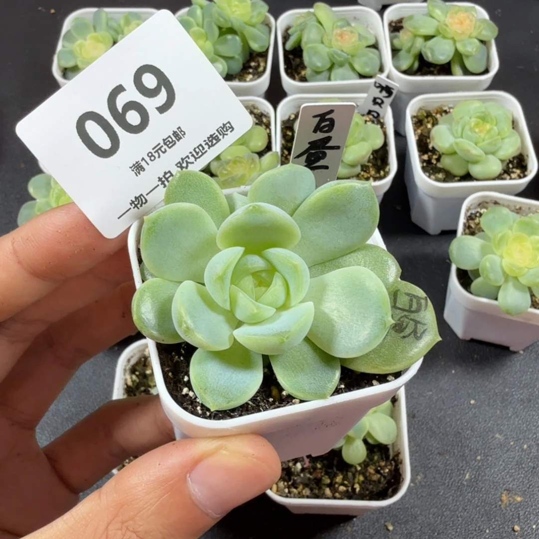 白昼双头一物一拍069