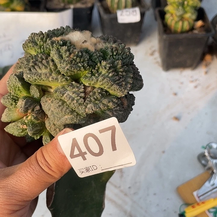 三脚架接407号龟甲牡丹