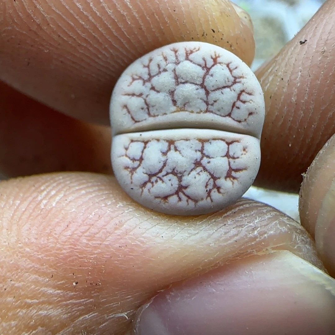 194 生石花大棚直播