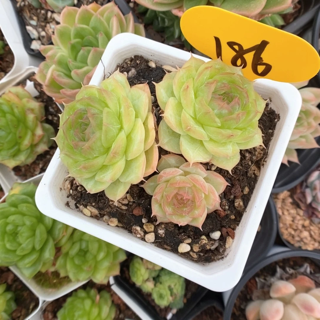 k***n蔷薇珍妮群生186号
