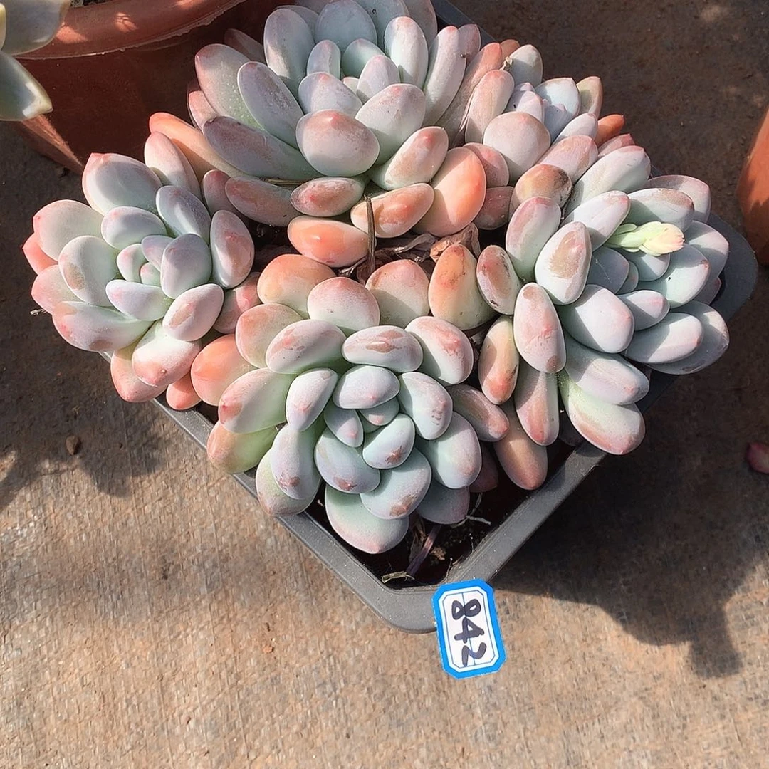 842香水 一物一拍多肉