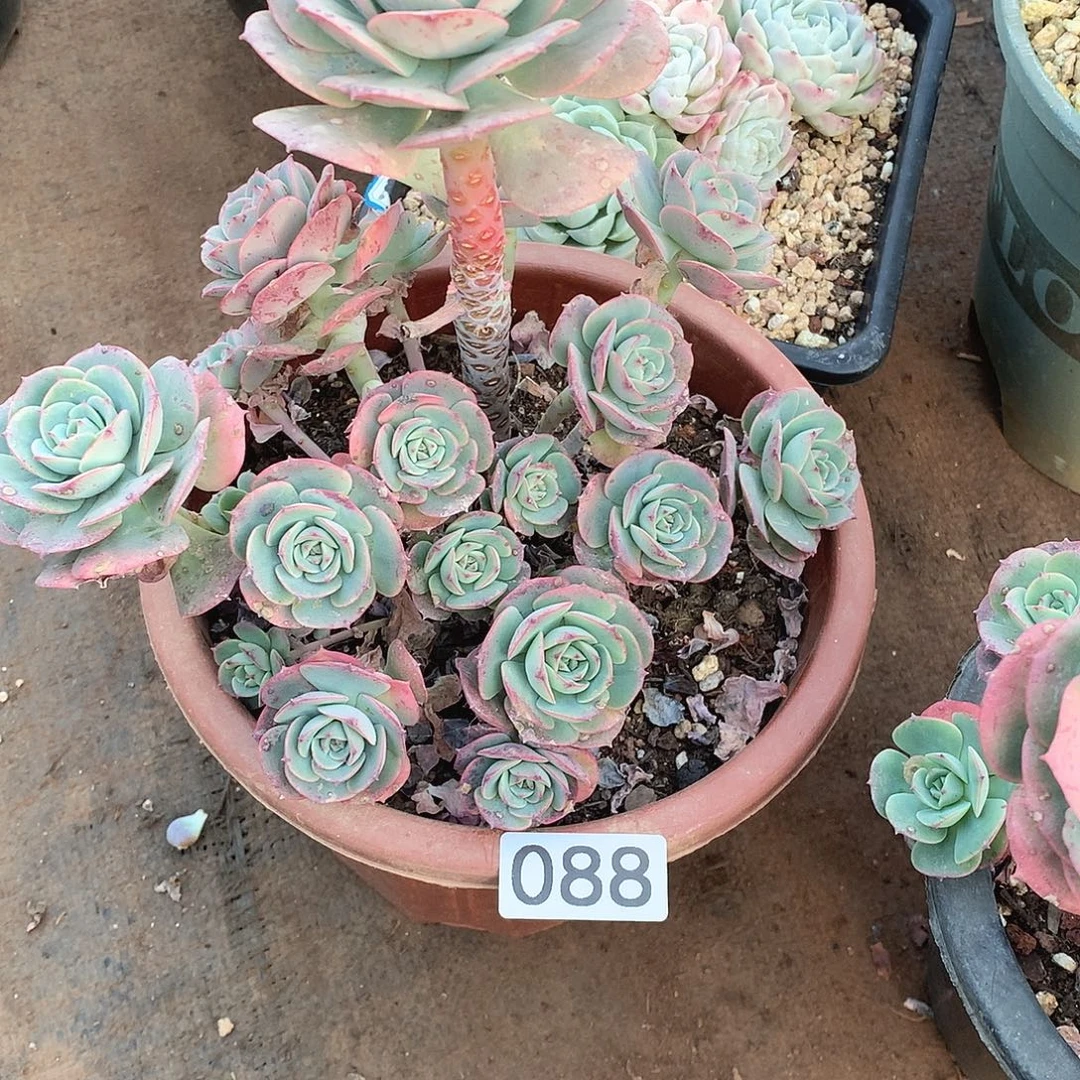 088克罗地亚一物一拍多肉