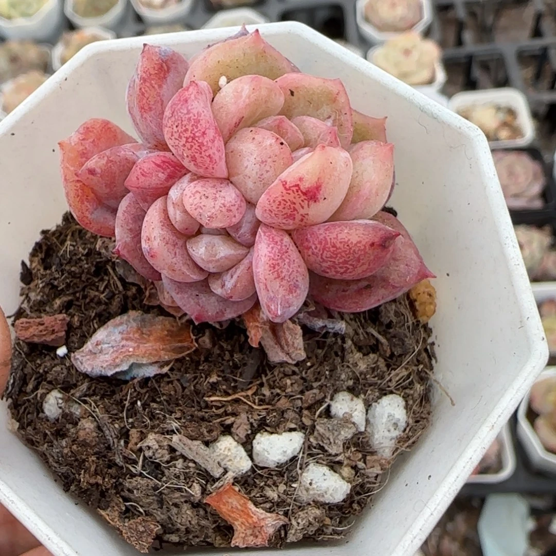 多肉小卡拉米糖心一物一拍