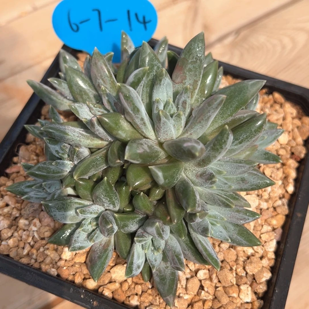 6-7-14精控玳玉（新品）