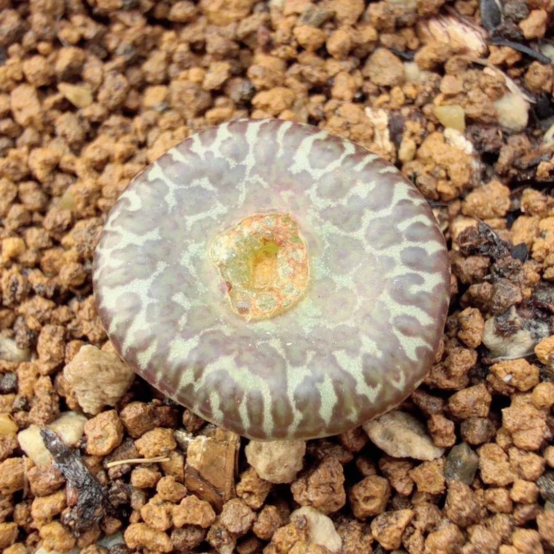 豹纹安贞 12-17-L3。