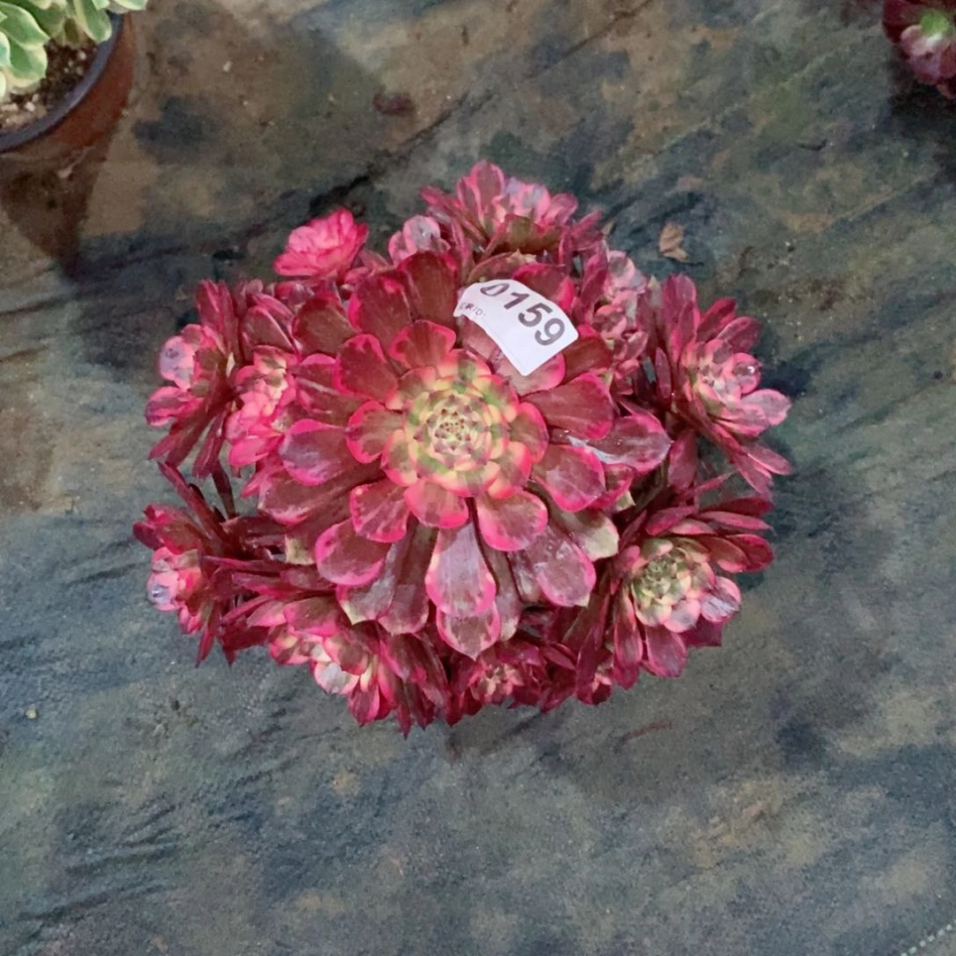 烟花159多肉1111