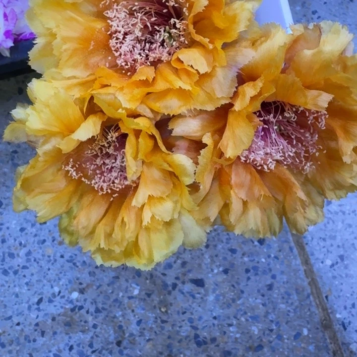 246彩草琉璃盏歪3到4公分左右无根侧牙，20包邮