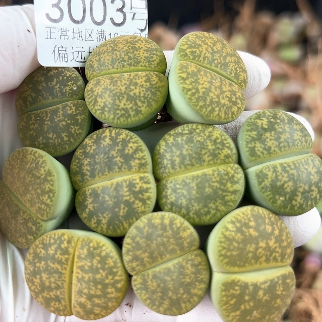 3003 好养易活生石花大母本10个2-2.5cm