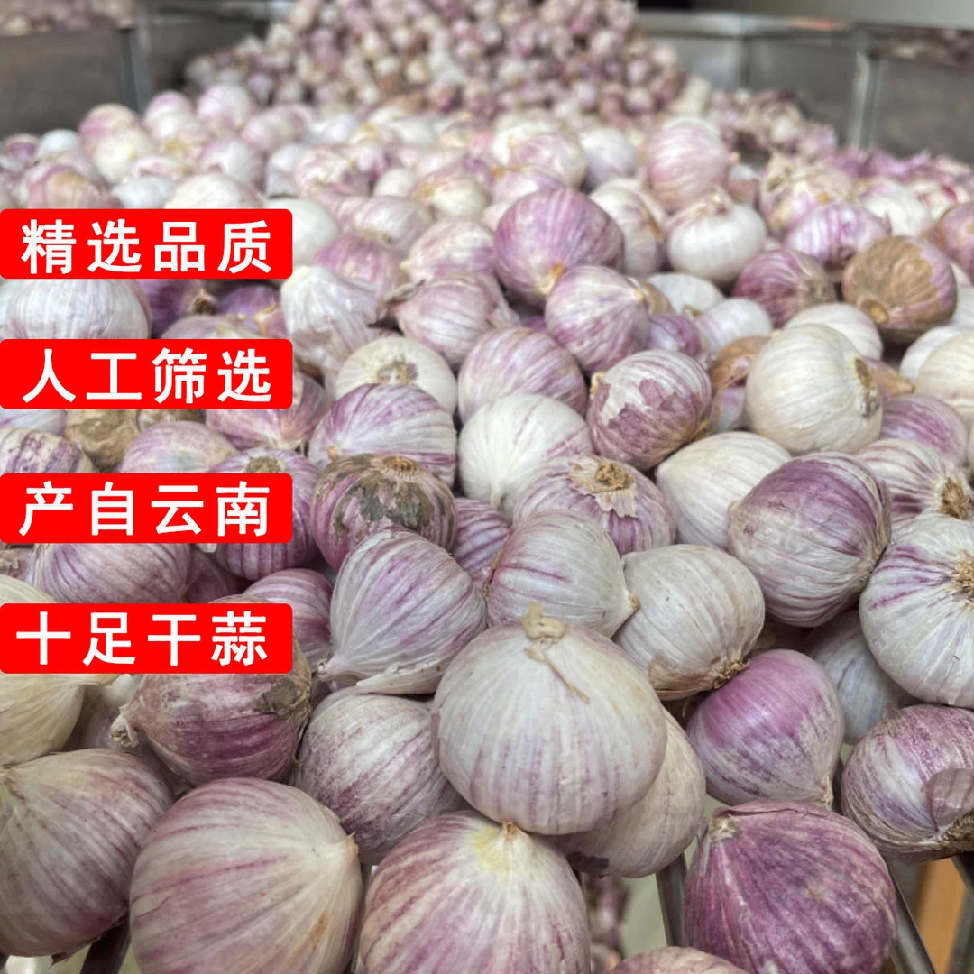 云南大理紫皮独头蒜新鲜大蒜辛辣调味农家小香蒜