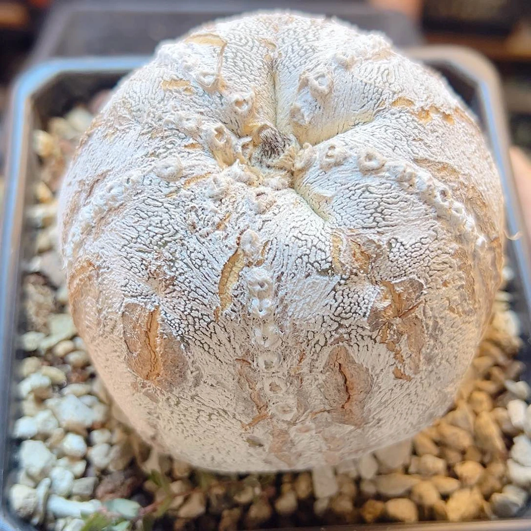 2号自根恩冢带木质纹10公分