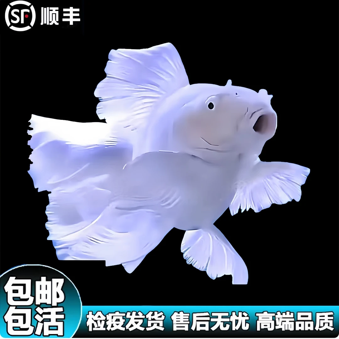 10-12公分白球精品蝴蝶鲤【顺丰直邮】