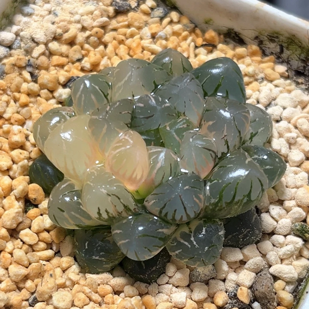 恭喜发财大吉大利0162