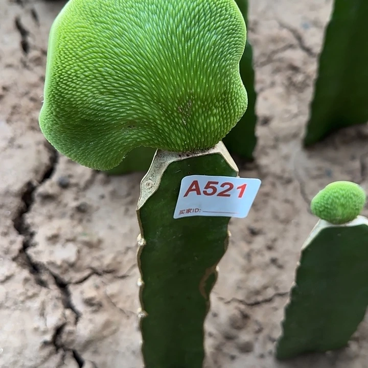 快***生无花朵嫁接青蛇缀521