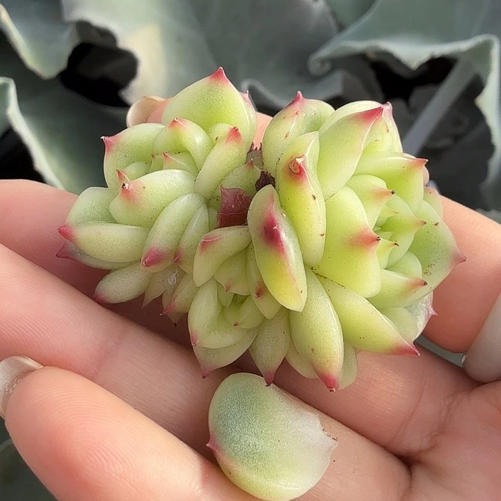 200一个叶片 4000一个侧芽