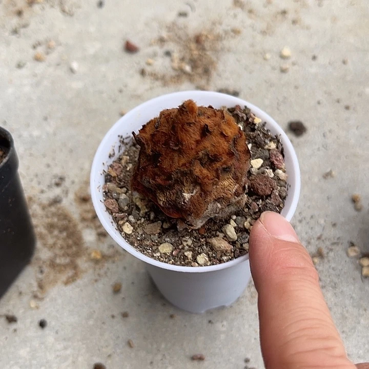 无花朵苏铁块根一物一拍