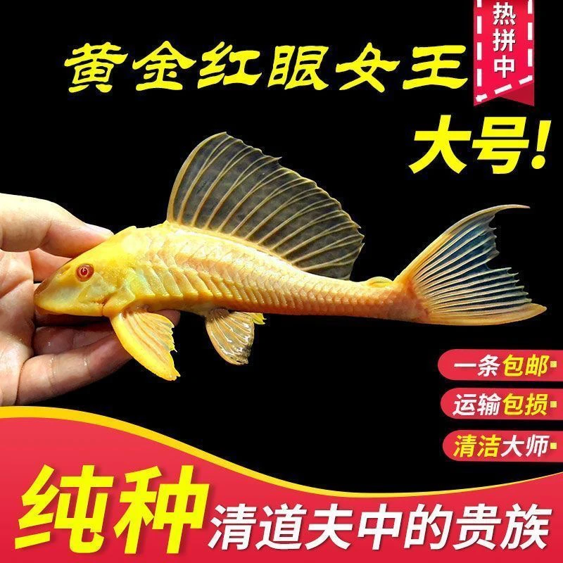 【高效清洁女王】红眼女王大帆活体热带观赏鱼鱼缸除藻清洁清道夫鱼