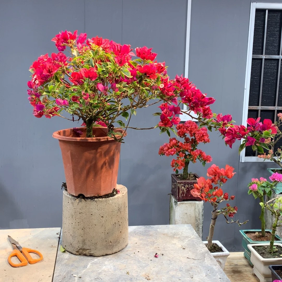 大量花朵（建议范围：8朵-15朵 或40%以上）