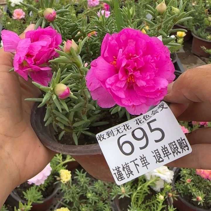 无花朵695超小苗盆口10cm