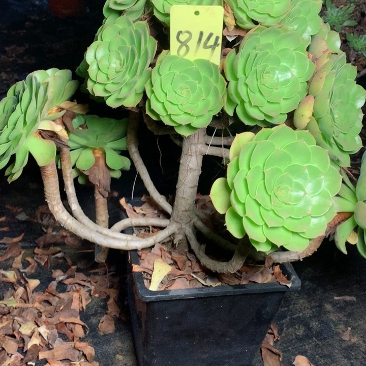 品*啡814万圣节多肉一物一拍