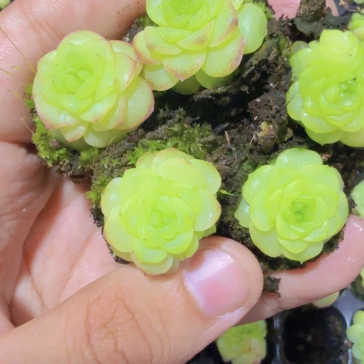 化水瑟蝴蝶麦秆王炸五颗