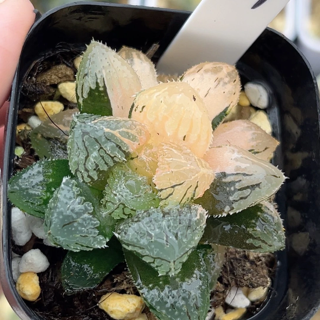 37魔刺锦福利专场