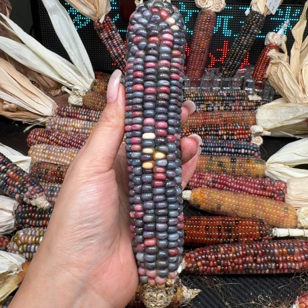 柏香籽/百香籽吊坠煦*